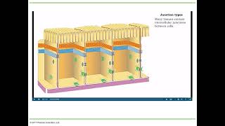 Chapter 15 section 1 Cell Junctions amp Adherens Junctions [upl. by Gluck]