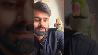 Parrot 🦜 Raw toota پہاڑی طوطا birds music anime bassboosted birds parroteducation babyanimal [upl. by Ssidnak290]