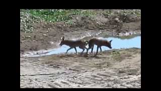 Mating Coyotes Become Stuck Litterally Inseparable [upl. by Hallvard]