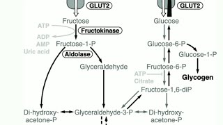 Fructose Metabolism Major amp Minor  Hindi  Fructosuria  Frutose Intolerance  Jaundice  MEDU [upl. by Harrat110]