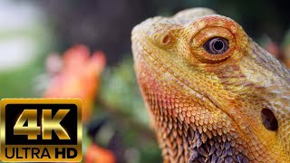 INCREDIBLE ANIMALS  4K UHD 60 FPS VİDEO [upl. by Edwin258]