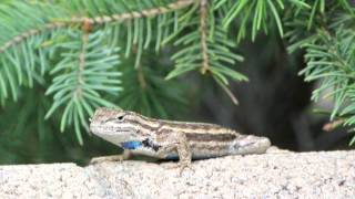 Western Fence Lizard Puttin on the Moves [upl. by Gershom]