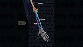 Biomechanics of the upper limb pronation and supination [upl. by Yarazed]