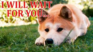 HACHIKO A DOGS STORY Movie Trailer  Film  Music Video  Statue  DOGE MEME [upl. by Mcgurn]