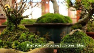 How to make bonsai tree moss green and lush  bonsai moss growing techniques [upl. by Alvina]