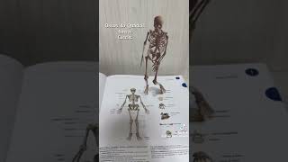 anatomia dos ossos do esqueleto humano [upl. by Asinet]