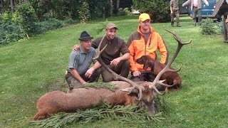 Nachsuche mit Schweißhund auf Rothirsch [upl. by Rostand133]