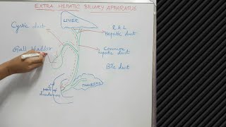 Extra hepatic biliary apparatus  Anatomy  Explanation [upl. by Eanej]