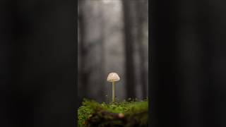 Foggy Forest Fungi Photos 📸 [upl. by Yddor]