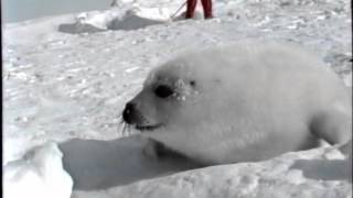 Baby Seal cuttling  Bébé phoque îles de la madeleine [upl. by Elocal699]