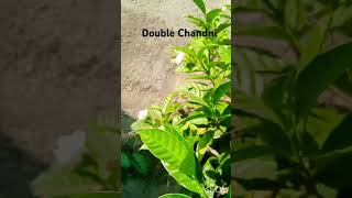 Double Chandni plantsviralvideo garden gardenflowers gardening natureflowers [upl. by Iahc]