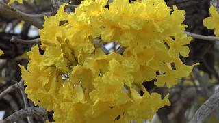 Yellow Tabebuia Golden Trumpet Tree [upl. by Aziza]