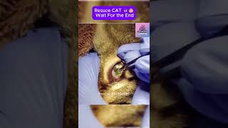 Rescue cat  wait for the end CatRescue RescueCat cat pets rescue [upl. by Danny]