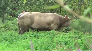 Carrara Battilana fugge un grosso toro dalla stalla [upl. by Ttenyl723]