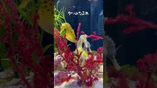 〜The Seahorse Orchard〜 aquarium seahorse アクアリウム タツノオトシゴ [upl. by Andryc]