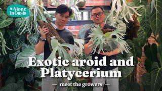 Exotic Aroid amp Platycerium Plant Expert I Meet the Growers Episode Ray Yap [upl. by Nareht310]