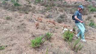 podencos canarios en marrueccos [upl. by Nedarb]