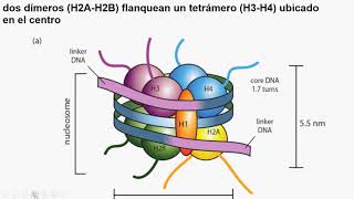 Estructura de la Histona1 [upl. by Warwick233]