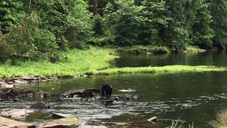 Neets Bay Bear Watching Ketchikan Alaska [upl. by Hoffert895]