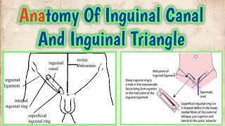 Anatomy Of Inguinal Canal And Inguinal Triangle [upl. by Calista]