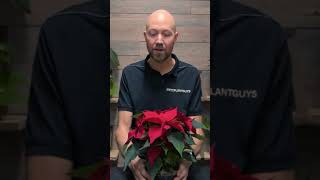 poinsettia watering 🪴💦 poinsettia plants flowers christmas houseplants SwedishPlantguys [upl. by Anahsak]