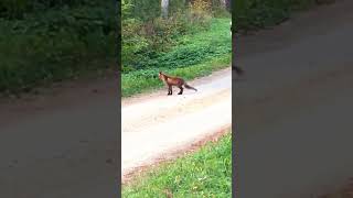 Foxlife wild nature Estonia Nordic autumn 2024 viral goviral fyp animal world [upl. by Atinej]