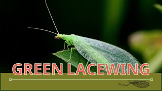 GREEN LACEWINGS Attracting and Information About Them Chrysopidae [upl. by Yantruoc652]