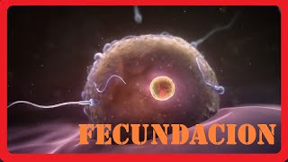 Como se forma un bebe  Fecundacion  Animado  Explicacion [upl. by Anitsyrc571]