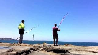 Punchbowl 23122016 2 pinkys 1 big whiting then reels screams Huge kingfish off the Punchbowl [upl. by Atilem489]