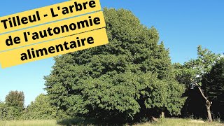 🌳😀TILLEUL  LARBRE DE LAUTONOMIE ALIMENTAIRE🌳😀 [upl. by Anivlis]