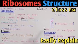 Ribosome  Ribosome Structure  Ribosome Function  Polysome  Class 11 Biology UrduHindi [upl. by Lemuelah]