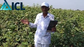 ICL Polysulphate and Nutrivant Series Fertilizer Results in Cotton  MoNo 9727964050 [upl. by Nilpik]