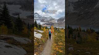 The larches have peaked in the Canadian Rockies 💛 canada hikingadventures explorebc autumn [upl. by Nevar]