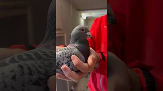 Give your pigeons Amino Forte and Fly Power Tab to ensure muscular and immune system endurance🕊️ [upl. by Grondin499]