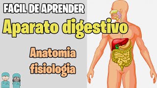 SISTEMA DIGESTIVO Resumen ✅ Estructuras y Funciones MEJOR EXPLICADO [upl. by Eussoj]