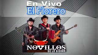 El Florero  Novillos De La Sierra En Vivo [upl. by Ahsuatal]