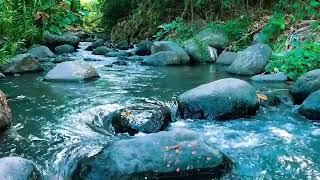 Relaxing birds amp water sounds nature river sounds for sleep meditation relaxation flowing water [upl. by Dreda309]