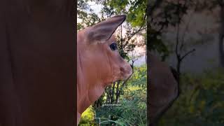 Buzağı Sesi  Calf Voice cuteanimals hayvanlar natural animalsounds funnyshorts cow inek fyp [upl. by Berkin528]