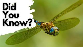 Things you need to know about DRAGONFLIES [upl. by Aneis]