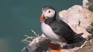 RSPB Bempton Cliffs 2022 featuring Puffins and the Northern Gannet [upl. by Witkin304]