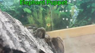 Elephant Puppet meets the Chilean rose tarantula Arachnophobia warning [upl. by Brownley152]