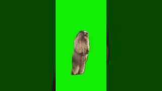 meme marmot haaaaaaaaaa greenscreen shorts [upl. by Beesley154]