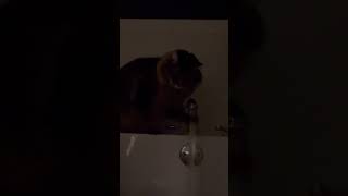 Maine Coon that loves water [upl. by Kendre]