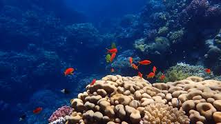 Gorgonia beach resort 13  Snorkeling le 8102017 house reef  Marsa Alam  Egypte [upl. by Eaj]