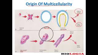 Colonial and syncytial hypothesis  origin of multicellularity [upl. by Roarke]