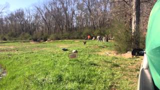 2013 Boykin Spaniel Society Spring National  Novice Series 2 [upl. by Russon]