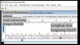 Tutorial BioEdit konsensus sekuen DNA hasil sekuensing dengan bioedit Lengkap dan pasti bisa [upl. by Gnilrac]