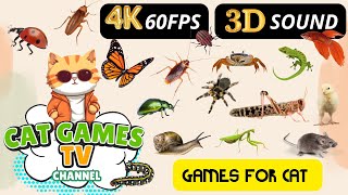 Games for Cats  Super Fun Games for your Cat  Fish Cockroach Mice Fly Ladybug  CAT GAMES TV [upl. by Junia]