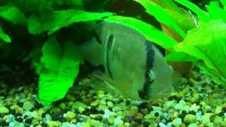 breeding keyhole cichlids [upl. by Thordia]