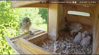 Common kestrel Chicks Nest Cam 2023 524 DAY 8 [upl. by Tehr]